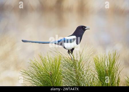 Eine süße Elster auf einer kleinen Kiefer singt an einem hellen Tag in der Nähe von Liberty Lake, Washington. Stockfoto