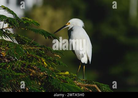 Schneebedeckter Egret im Baum am späten Nachmittag Sonnenschein, Villahermosa, Tabasco Stockfoto