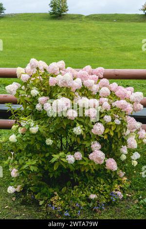 Hortensia paniculata Vanille Fraise auf einem Stamm Stockfoto