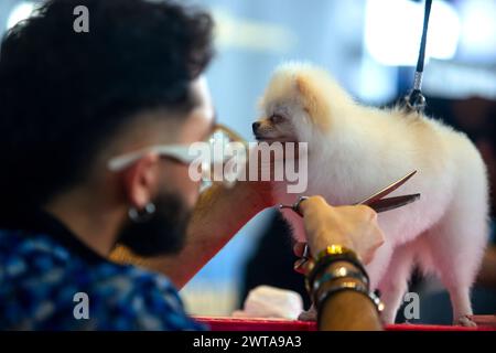 Bukarest, Rumänien. 16. März 2024: Ein pommerscher Hund schlummert während der Pflege während der Frische Talents and Styles - Beginners Grooming Show auf der PetExpo 2024 in Bukarest. Quelle: Lucian Alecu/Alamy Live News Stockfoto