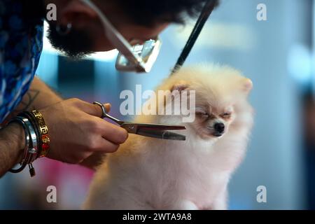 Bukarest, Rumänien. 16. März 2024: Ein pommerscher Hund schlummert während der Pflege während der Frische Talents and Styles - Beginners Grooming Show auf der PetExpo 2024 in Bukarest. Quelle: Lucian Alecu/Alamy Live News Stockfoto