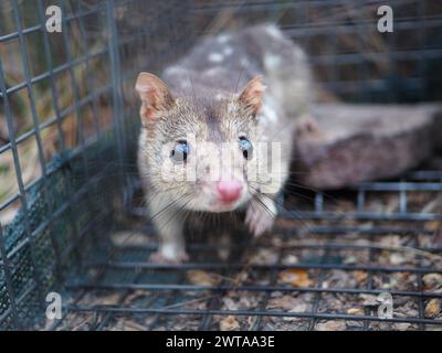 Northern Quoll, Dasyurus hallucatus, in einer Käfigfalle Stockfoto