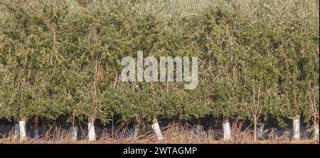 Seitenlinie der intensiven Olivenbaumplantage, Montijo, Badajoz, Spanien Stockfoto