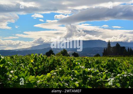 Palácio de Mateus, Portugal Stockfoto