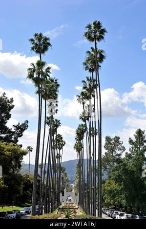 Von Palmen gesäumte Straße führt zur Brand Library and Park in Glendale, Kalifornien, USA Stockfoto