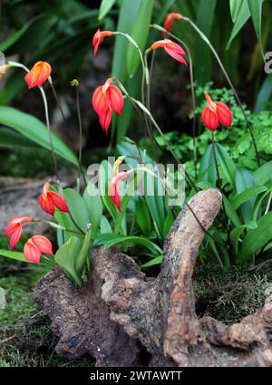 Rote und orangene Orchidee, Masdevallia ignoa, Orchidaceae. Masdevallia ignea ist eine in Kolumbien endemische Orchideenart. Stockfoto