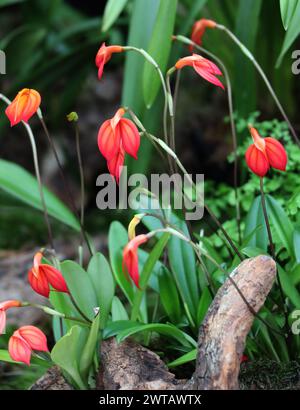 Rote und orangene Orchidee, Masdevallia ignoa, Orchidaceae. Masdevallia ignea ist eine in Kolumbien endemische Orchideenart. Stockfoto