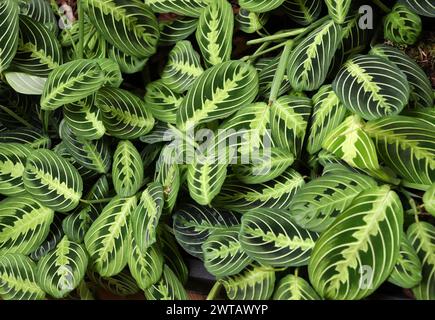 Gebetspflanze, Maranta „Lemon Lime“, Marantaceae, heimisch in den tropischen Mittel- und Südamerika und den Westindischen Inseln. Stockfoto