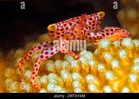 Rost Spotted Guard Crab oder Hard Coral Crab oder Red Spotted Coral Crab, Trapezia rufopunctata. Lebt an Hartkorallen der Gattung Stylophora und Pocillopora Stockfoto