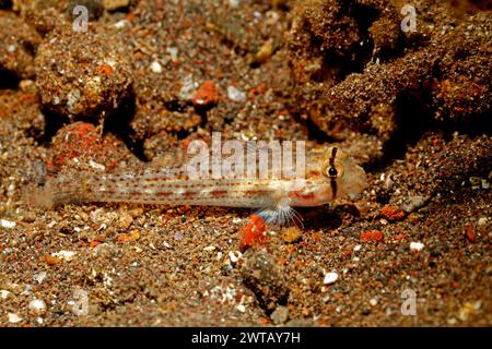 Augenbrauen Goby, Gnatholepis anjerensis. Möglicherweise Gnatholepis cauerensis. Auch bekannt als Shoulderspot Goby. Tulamben, Bali, Indonesien. Bali-Meer Stockfoto