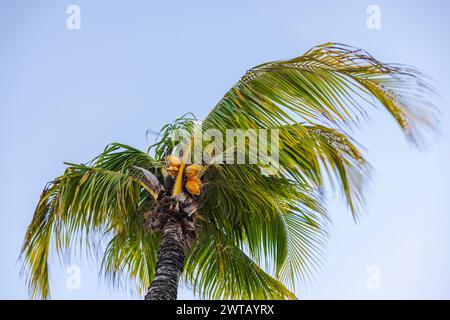 Wunderschöner Blick auf die Spitze einer Palme mit Kokosnüssen, die im Wind schweben. Curacao. Stockfoto