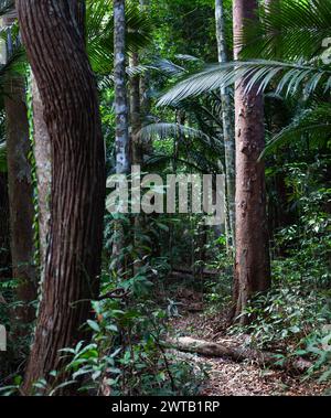 Pfad im Regenwald der Insel Penang. Wanderung in der Nähe der Stadt Batu Ferringhi in Malaysia. Stockfoto