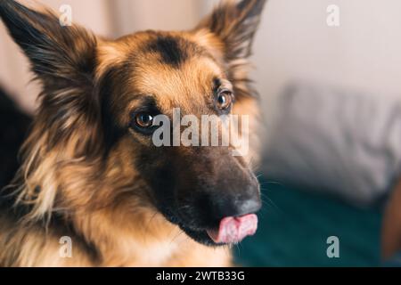 Ein intimes und detailliertes Porträt eines Deutschen Schäferhunds zu Hause, das seine Persönlichkeit einfängt Stockfoto