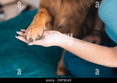 Nahaufnahme einer Mensch-Tier-Bindung, die die Hand einer Latina zeigt, die sanft die Klaue eines Hundes hält Stockfoto