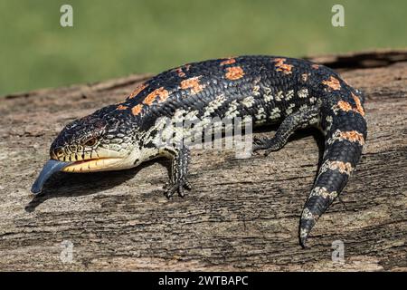 Australische Fleckenechse oder Southern Blue-Tongue Lizard Stockfoto