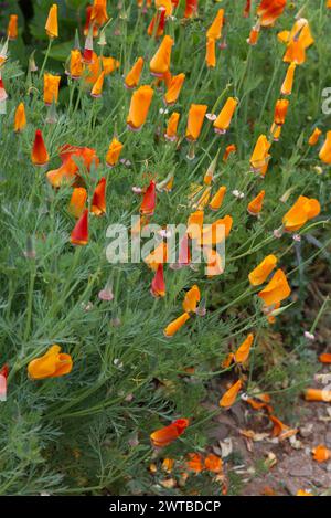 Eschscholzia californica Cham, California Poppy, offizielle Staatsblume von Kalifornien Stockfoto