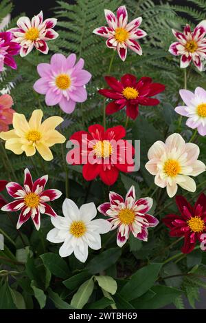 Dahlia pinnata, Cav Dahlia Stockfoto