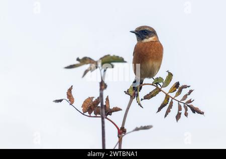 Europäischer Stonechat [ Saxicola rubicola ] männlicher Vogel auf Pflanzenstamm vor weißem Himmel Hintergrund Stockfoto