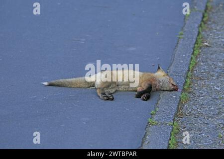 Rotfuchs (Vulpes vulpes), Ein toter Fuchs, der auf dem Asphalt am Straßenrand liegt Stockfoto