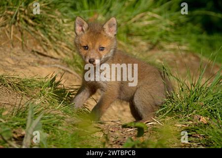 Rotfuchs (Vulpes vulpes), Ein junges Fuchsjunge, erkundet seine Umgebung auf einer Wiese Stockfoto