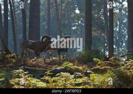 Mufflon (Ovis aries musimon), zwei Mufflons stehen während der Paarungszeit im Wald in Haltern, Nordrhein-Westfalen Stockfoto