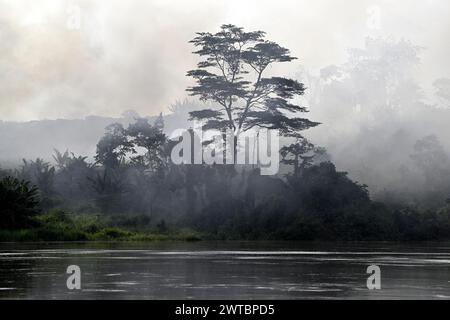 Nebel über dem Regenwald entlang des Flusses Sangha, Dzanga-Sangha Complex of Protected Areas (DSPAC), Präfektur Sangha-Mbaere, Zentralafrikanische Republik Stockfoto