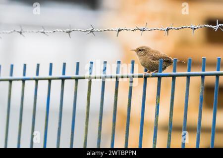 Ein Zorn (Troglodytes troglodytes), der auf einem blauen Metallzaun unter Stacheldraht sitzt, Hessen, Deutschland Stockfoto