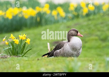 Graugans (Anser anser) auf grünem Gras vor einem Feld gelber Narzissen, Hessen, Deutschland Stockfoto