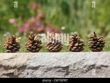 Fünf Kegel an einer Mauer, Nordrhein-Westfalen, Deutschland Stockfoto