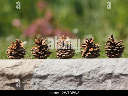 Fünf Kegel an einer Mauer, Nordrhein-Westfalen, Deutschland Stockfoto