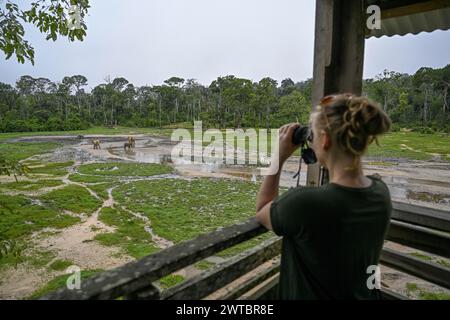 Touristen beobachten afrikanische Waldelefanten (Loxodonta cyclotis) in der Waldlichtung Dzanga Bai, Dzanga-Ndoki Nationalpark, UNESCO-Weltkulturerbe Stockfoto