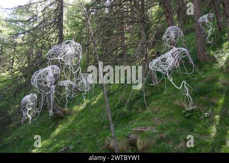 Riesige weiße Schnur-Quallen hängen an Lärchen in den Bergen der alpen, frankreich Stockfoto