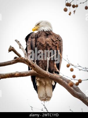 Ein Weißkopfseeadler sitzt im Winter auf einem verschneiten Baumzweig Stockfoto