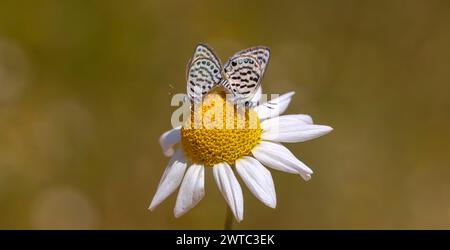 Kleine Schmetterlinge, die sich auf Gänseblümchen paaren, Little Tiger Blue, Tarucus balkanicus Stockfoto