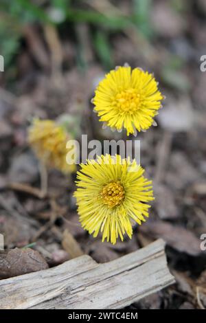 Fohlen (lateinisch Tussilago Fanfare, finnische Leskenlehti) blüht in einem Nahaufnahme-Farbbild. Fotografiert in Finnland während des Frühjahrs um April. Stockfoto