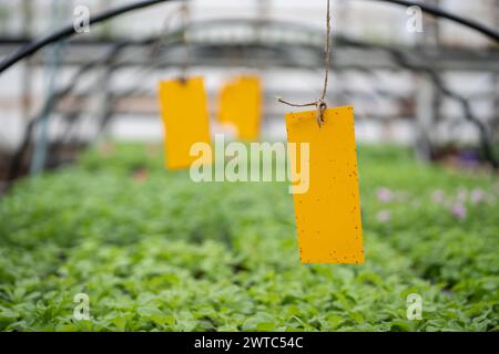 Pilzmücken stecken auf der gelben Haftfalle im Gewächshaus. Öko-Pflanzenschädlingsbekämpfung im Gewächshaus Stockfoto