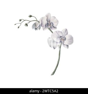 Weiße Orchideenblume tropische Pflanzen, Orchideenflorale Aquarellillustration, botanisches Gemälde, Grußkartenrahmen Randblumen, Orchideen und Blätter Stockfoto