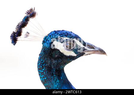 Porträt eines Pfaus im Profil von Manzanares Stockfoto