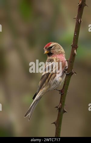 Ein männlicher Rotpoll (Acanthis flammea), der auf einem Baumzweig thront Stockfoto