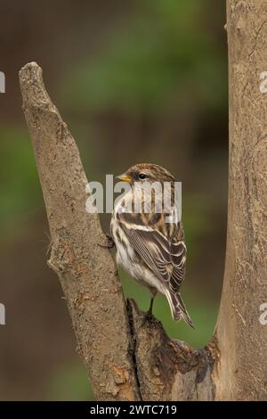 Ein gemeinsamer Redpoll, der auf einem Ast thront, blickt nach oben Stockfoto