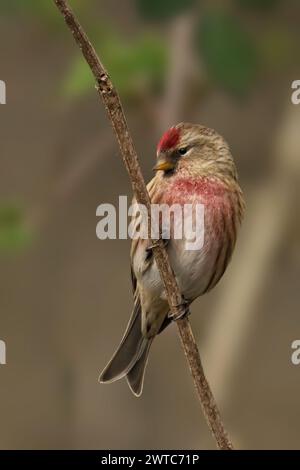 Ein gemeiner Redpoll auf einem Ast blickt auf das Meer mit grünem Laub vor der Kulisse Stockfoto