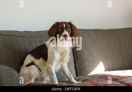 Ein schlechter junger Frühlingsspaniel, der auf dem Sofa sitzt Stockfoto