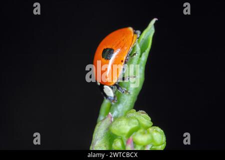 Zwei gefleckte Käfer (Adalia bipunctata) auf grünem Blatt. Stockfoto