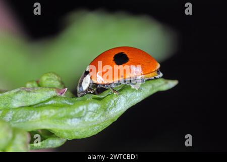 Zwei gefleckte Käfer (Adalia bipunctata) auf grünem Blatt. Stockfoto