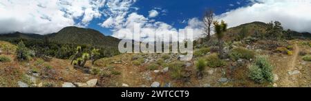 Ein Panoramablick auf eine Wüstenlandschaft mit ein paar Bäumen, die überall verstreut sind. Der Himmel ist größtenteils klar, einige Wolken sind sichtbar. Die Szene ist ruhig und Stockfoto