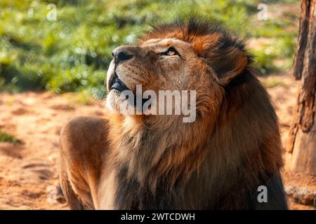 Berberlöwe, auch Nordafrikanischer Löwe, Atlas-Löwe und ägyptischer Löwe genannt. Das Detail des Kopfes und eine wunderschöne Mähne. Stockfoto