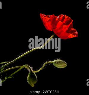 Flora von Gran Canaria - Papaver-Rhoeas, Mohnblume Stockfoto