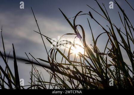 17. März 2024, Nordrhein-Westfalen, Königswinter: Sonnenstrahlen der tiefen Morgensonne brechen in Tautropfen auf einer Wiese auf. Foto: Thomas Banneyer/dpa Stockfoto