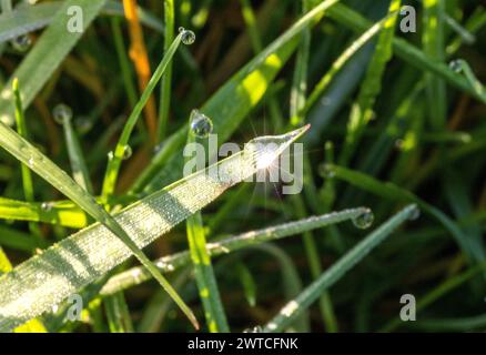 17. März 2024, Nordrhein-Westfalen, Königswinter: Sonnenstrahlen der tiefen Morgensonne brechen in Tautropfen auf einer Wiese auf. Foto: Thomas Banneyer/dpa Stockfoto