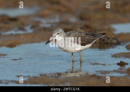 Greenshank migrieren, um den rauen Winterbedingungen zu entkommen, in denen sie brüten. Lanzarote befindet sich an einem Ort, auch an den Migrationswegen. Stockfoto